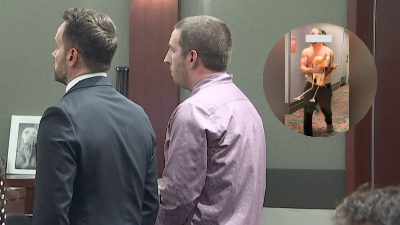 Man Accused of Injuring Flamingo to Stand Trial in Las Vegas