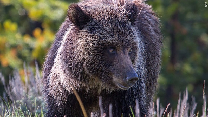 FILE - A grizzly bear seen near Lake Swan at Yellowstone National Park.