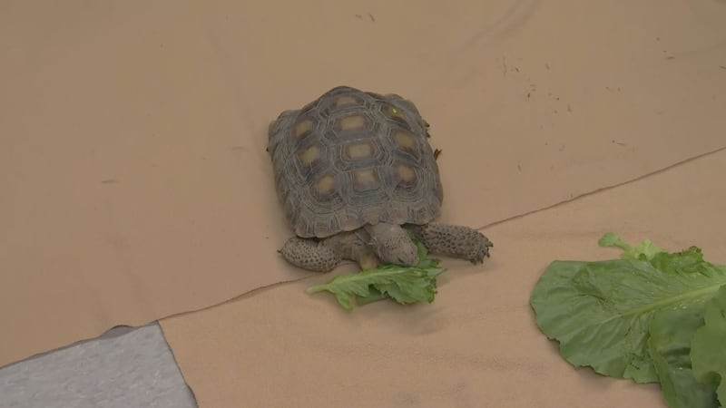 The adoptable tortoises range from hatchlings to 80 years old.