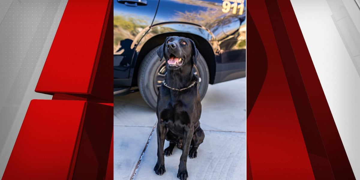 CCSD Police Officer faces animal mistreatment charges in K9 death CCSD Police Officer faces animal mistreatment charges in K9 death