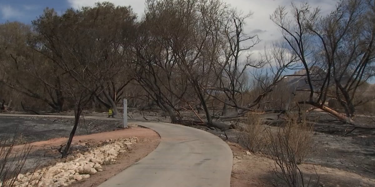 Wetlands Park volunteers breaks down 34-acre fire’s impact on wildlife Wetlands Park volunteers breaks down 34-acre fire’s impact on wildlife