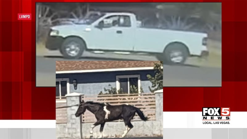 A horse was found dead in east Las Vegas after police say video shows a pickup truck pulling...