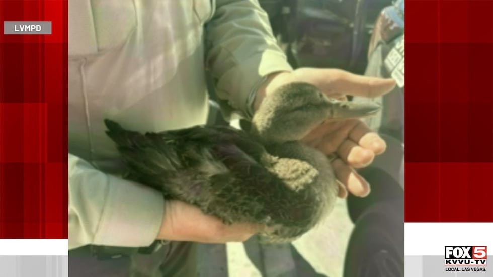 'Daffy' the duck pictured after a woman was seen injuring her in front of the Venetian...