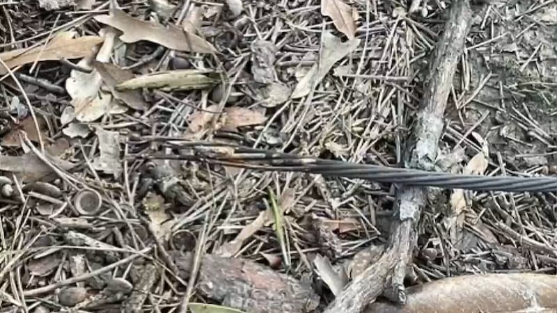 A live wire is shown in a Memphis homeowner's backyard. The homeowner said they didn't know it...