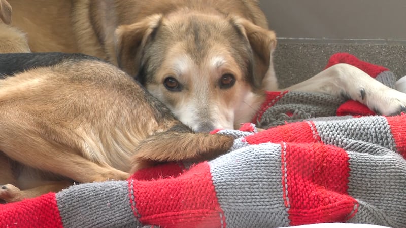 The Animal Foundation is putting out an urgent call for foster families to get dogs out of the...