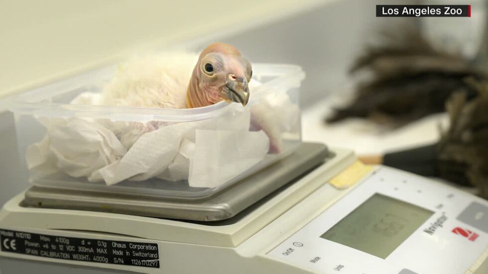 Condor Embryo Zoo sees record 17 California condor chicks hatch during breeding season