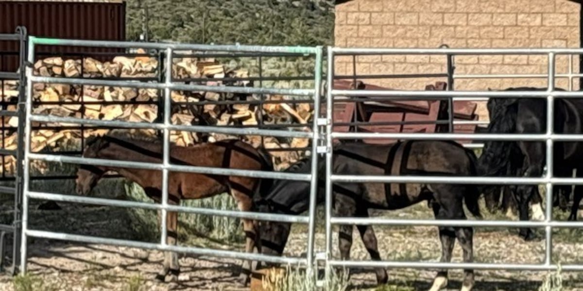 Where are the Mt. Charleston horses, now? Rescue group shares update Where are the Mt. Charleston horses, now? Rescue group shares update