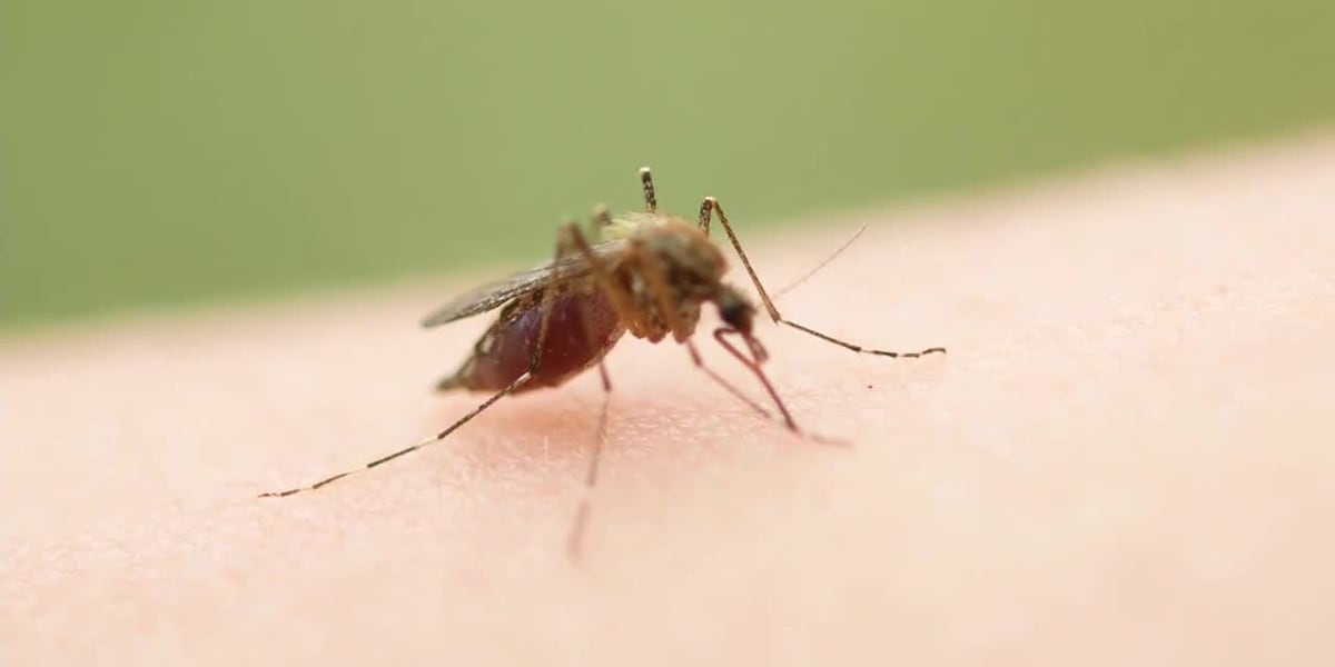 West Nile Virus Alert: Mosquitoes Testing Positive Found in South Las Vegas