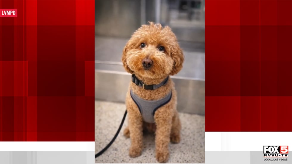 A woman was arrested after abandoning her dog at Harry Reid International Airport, according...