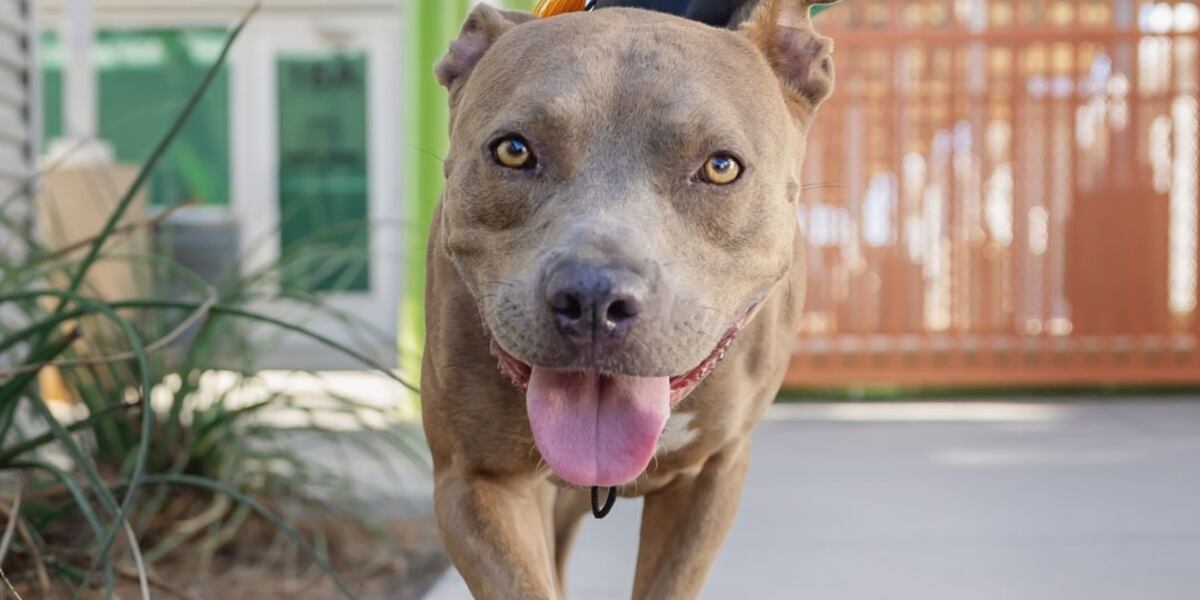 Fees waived for adult pets at Las Vegas shelter Fees waived for adult pets at Las Vegas shelter