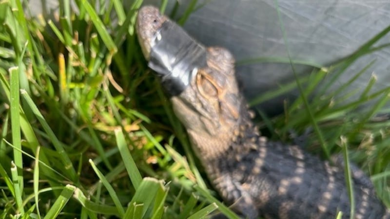 A petting zoo's alligator went missing at Lakeview Middle School on Thursday, May 23, 2024.
