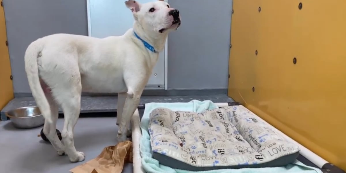 What can be done to fix the capacity crisis at the Animal Foundation in Las Vegas? What can be done to fix the capacity crisis at the Animal Foundation in Las Vegas?