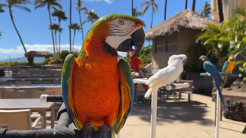 A vacation tradition for countless families who visit Lahaina can continue once again.