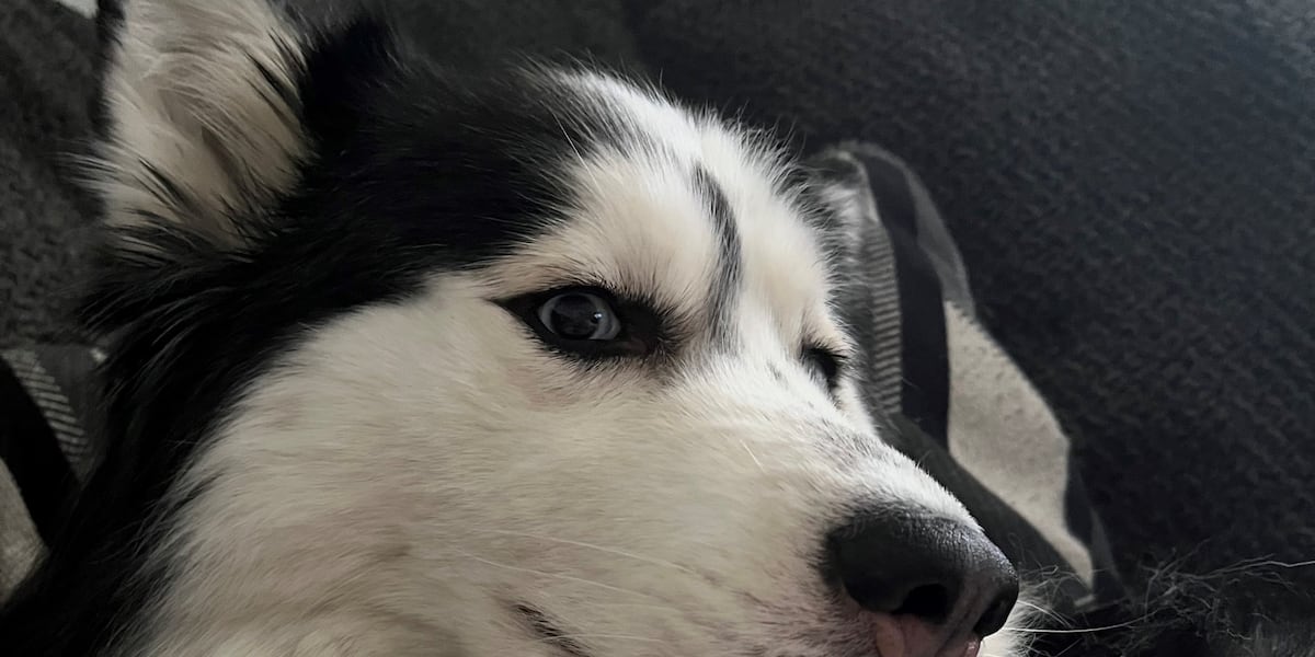 Henderson dog owner discovers adopted pet wasn’t spayed when it needs emergency surgery Henderson dog owner discovers adopted pet wasn’t spayed when it needs emergency surgery