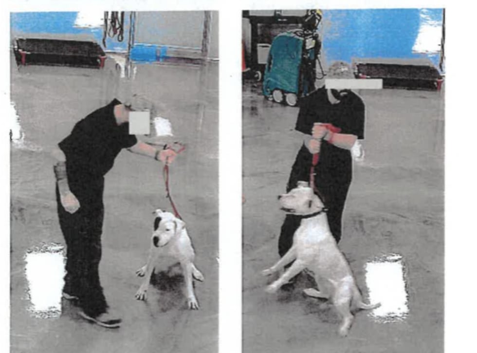 Mark Rulon drove hours from Southern California and is headed home with two dogs seized from a...