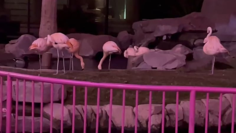 Flamingo habitat at Flamingo Hotel and Casino.