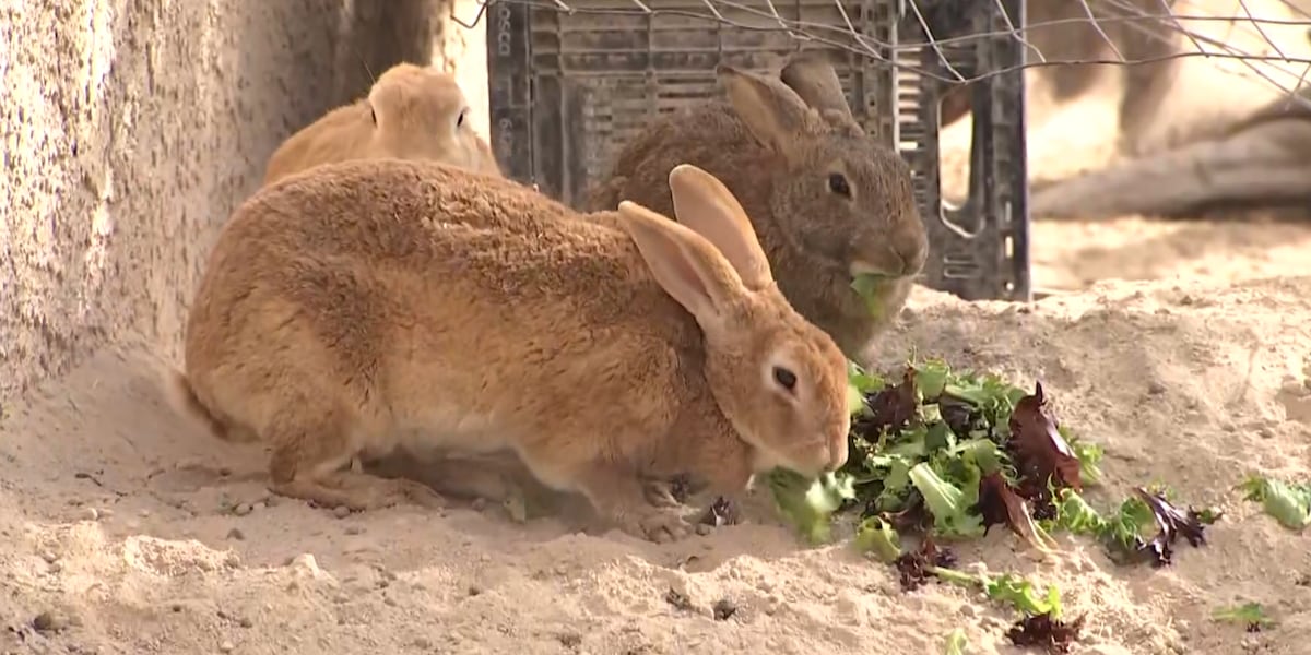 Rescuing rabbits: Animal Foundation hopping in to help Bunnies Matter ...
