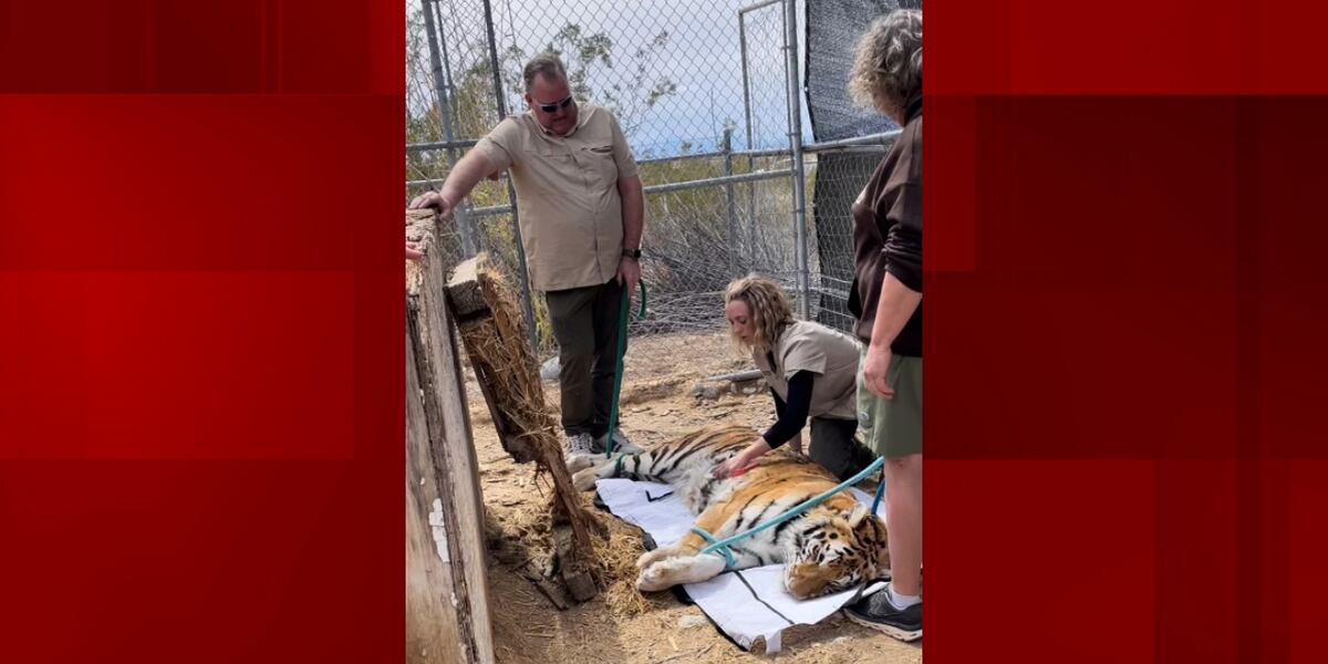 Wildlife rescue sheds light on what’s next for tigers seized from Pahrump Wildlife rescue sheds light on what’s next for tigers seized from Pahrump