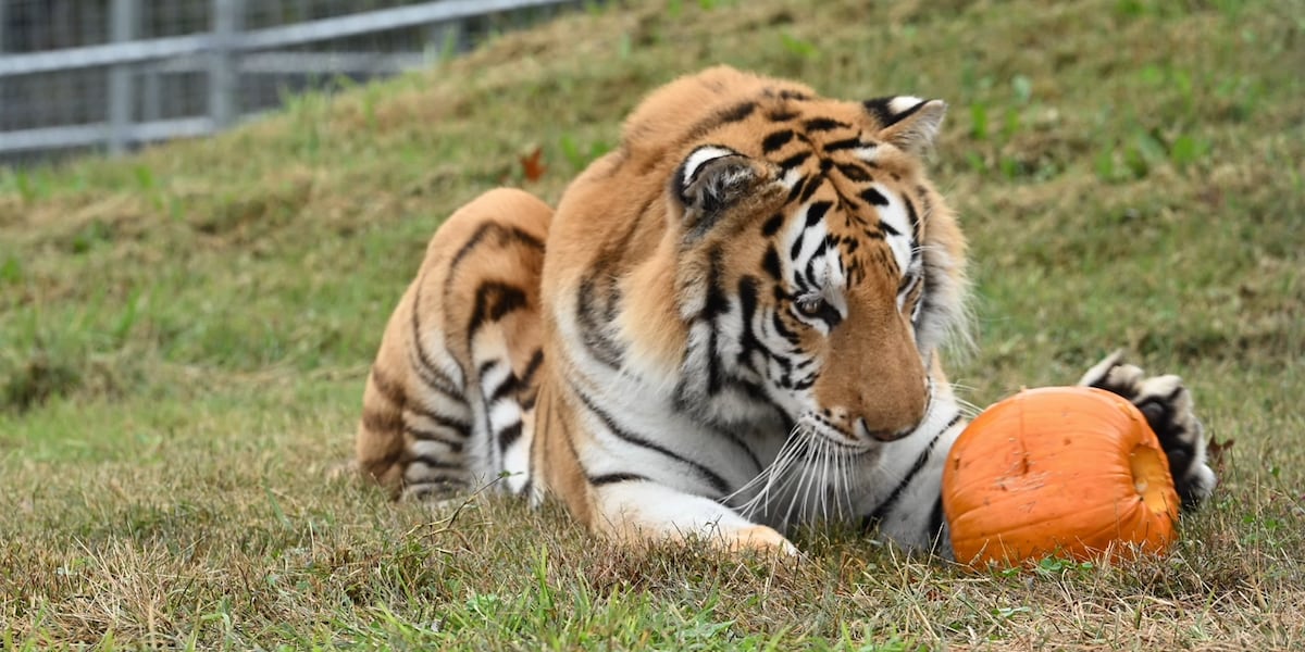 Seven tigers seized from Pahrump property thriving at Arkansas refuge Seven tigers seized from Pahrump property thriving at Arkansas refuge