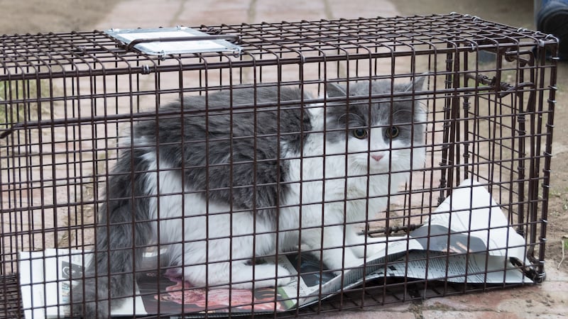 Las Vegas shelter offers free cat traps to valley residents
