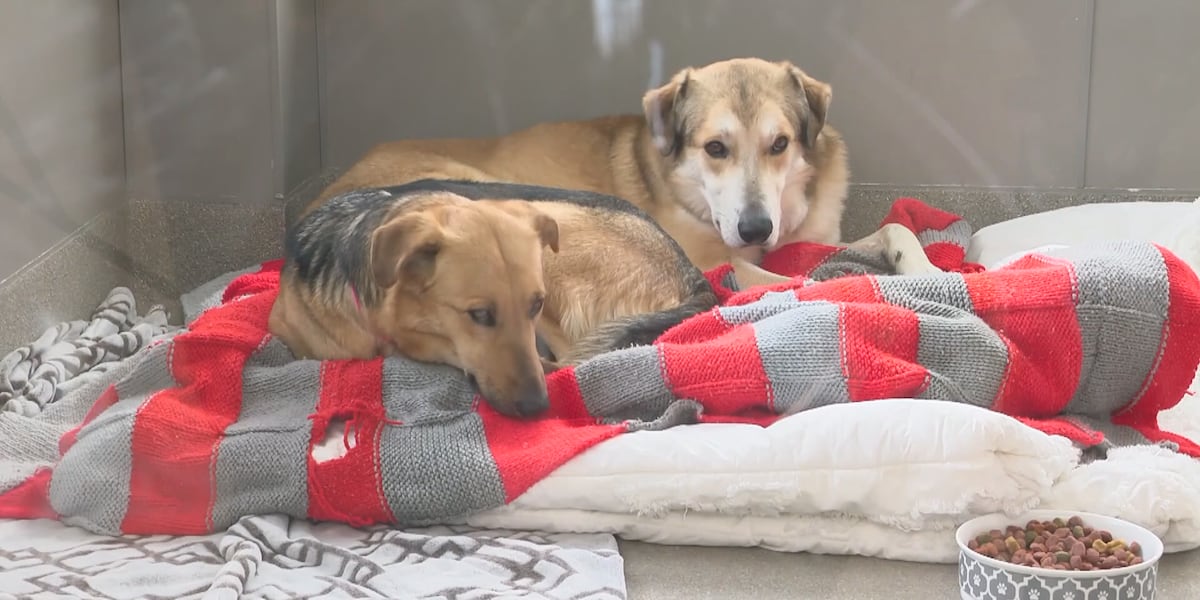 Animal Foundation encourages adoption of overlooked pets - FOX5 Vegas