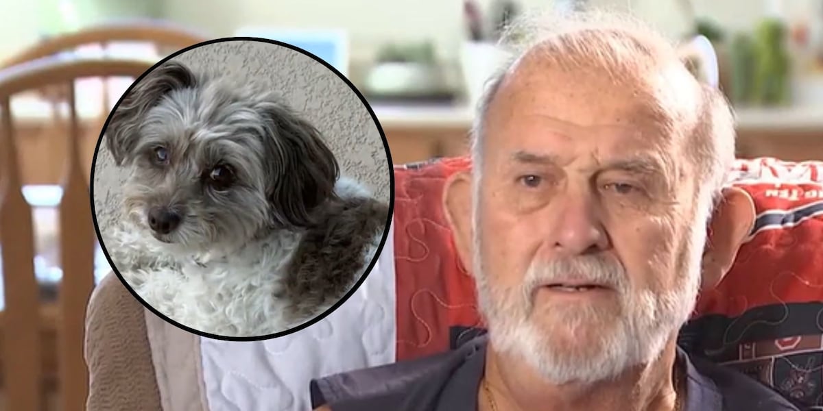 ‘Killer bees’ attack kills dog, hospitalized 86-year-old man ‘Killer bees’ attack kills dog, hospitalized 86-year-old man