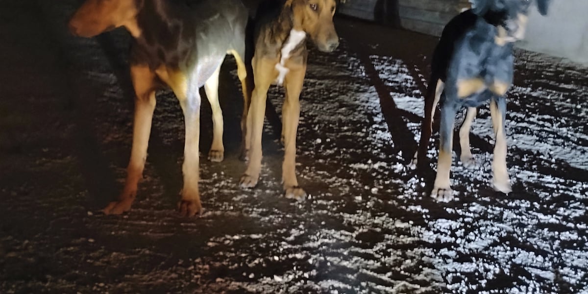 Rescue groups call for action from City of Las Vegas to revive defunct animal welfare committee Rescue groups call for action from City of Las Vegas to revive defunct animal welfare committee