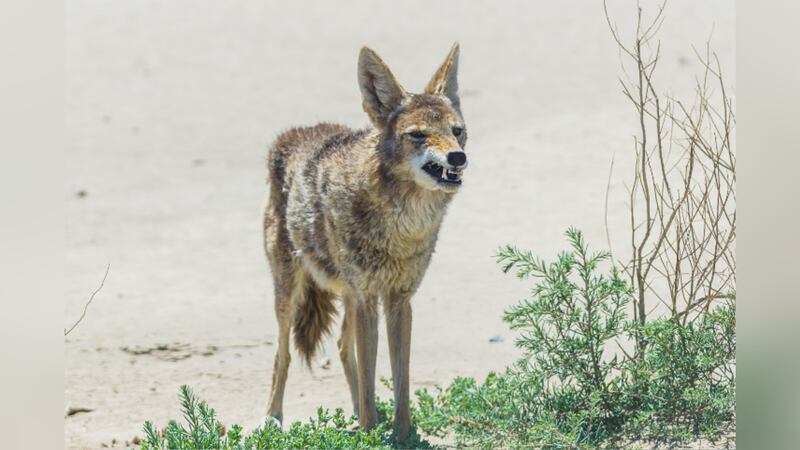 FILE -- A young girl is recovering after Arizona police say a coyote bit her on the head...