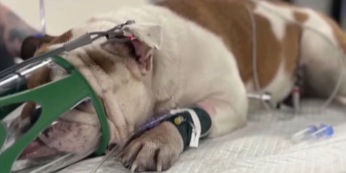 City of Las Vegas approves bills to help prevent animal abuse, neglect City of Las Vegas approves bills to help prevent animal abuse, neglect