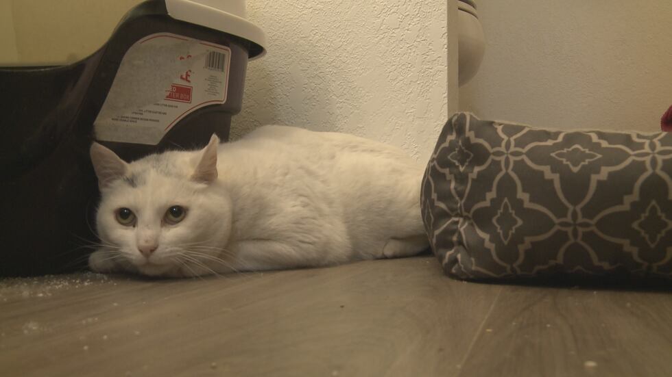 An Anchorage cat, called Luna, is expected to be reunited with its owner this weekend, after...