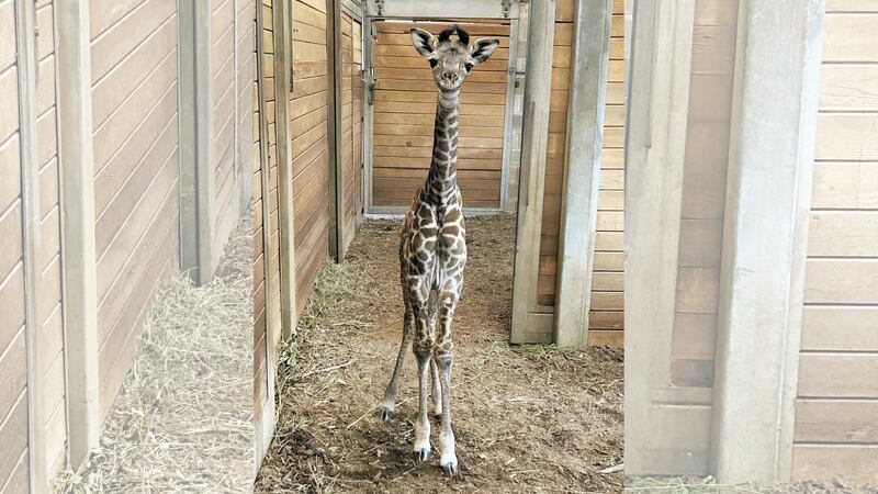 A baby Masai giraffe was born at the Kansas City Zoo on June 30, 2024.