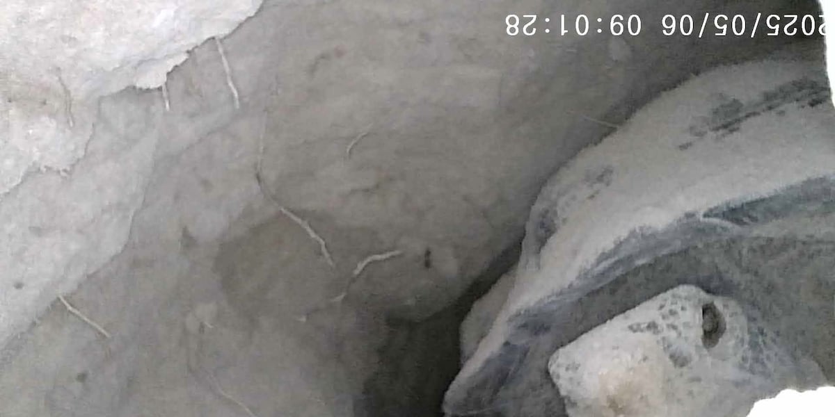 Mojave Max emerges from burrow at latest date on record Mojave Max emerges from burrow at latest date on record