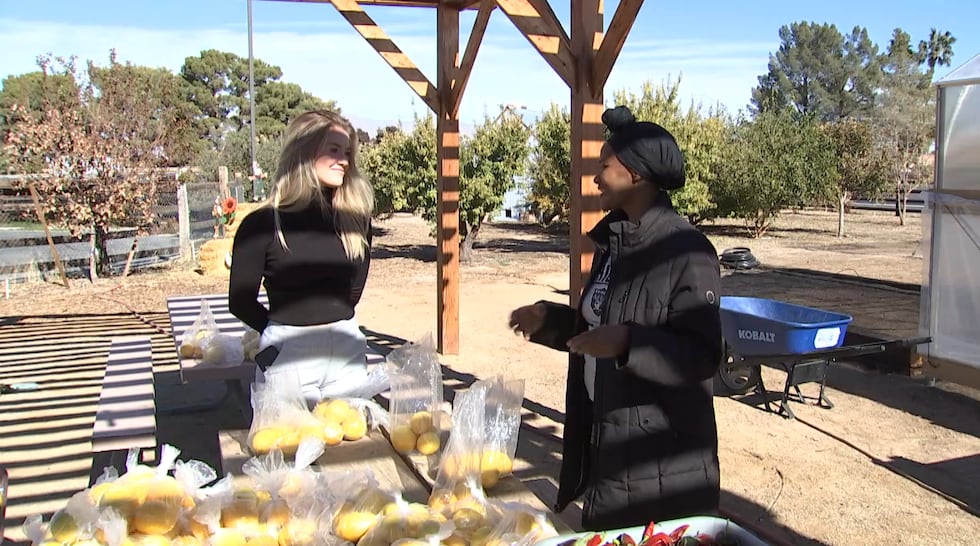 A newly-opened farm in North Las Vegas is selling organic produce harvested by refugees living...