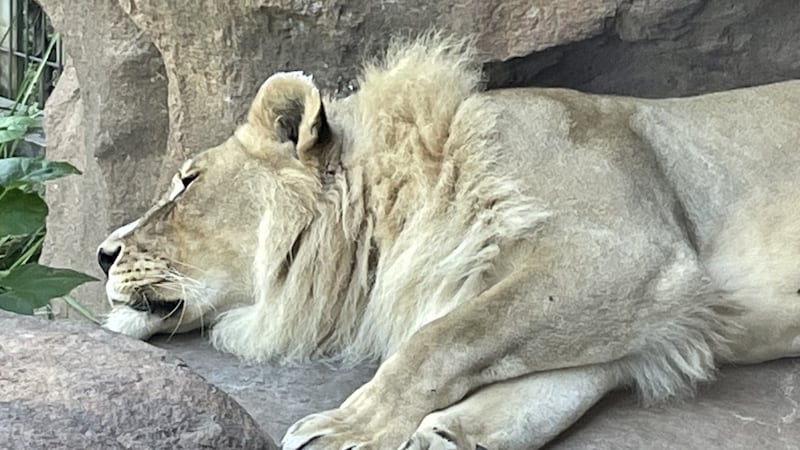 The Topeka Zoo’s alpha lioness, Zuri, sprouted a mane following the passing of her mate.