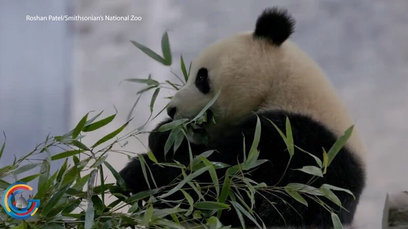 Giant pandas to return to National Zoo
