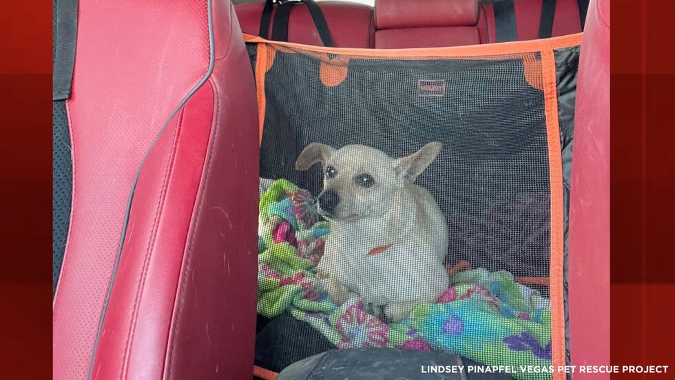Dog thrown in Las Vegas dumpster.