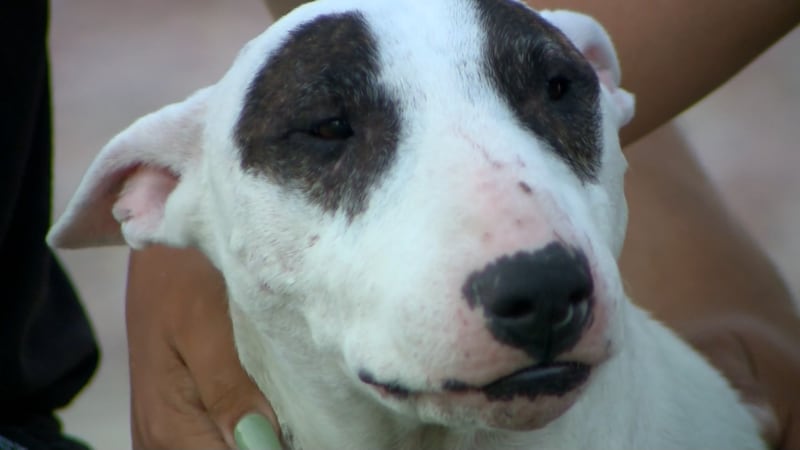 Panda was recently found by workers at an animal shelter in Topeka, Kansas.