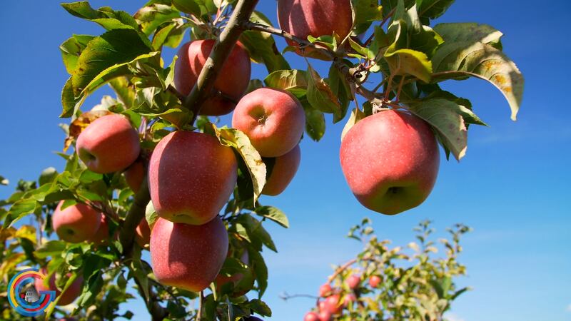 Immigration proving to be thorny issue for Farm Bill