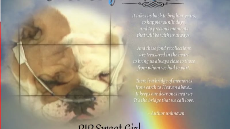 Justice for Reba, bulldog left in a box in the heat, focuses on tougher animal cruelty laws