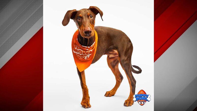 Meet Maxx! He’s a three-legged Doberman puppy from Las Vegas.