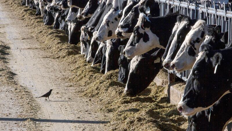 FILE - Dairy cattle feed at a farm on March 31, 2017, near Vado, N.M. Another Michigan dairy...