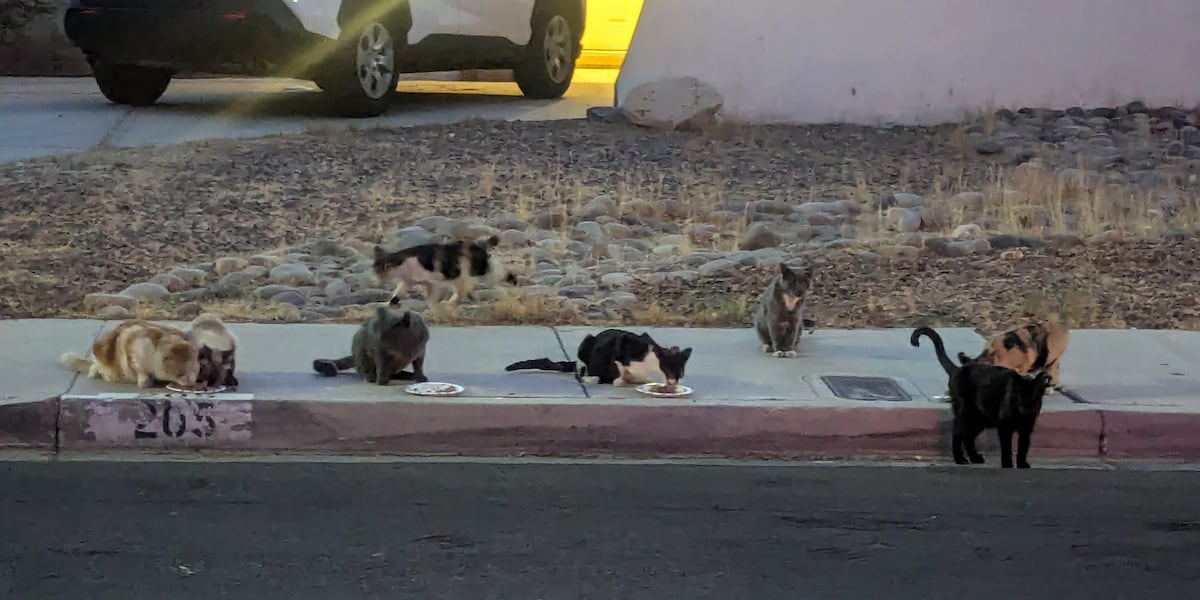 Tackling cat colony concerns across the Las Vegas Valley Tackling cat colony concerns across the Las Vegas Valley