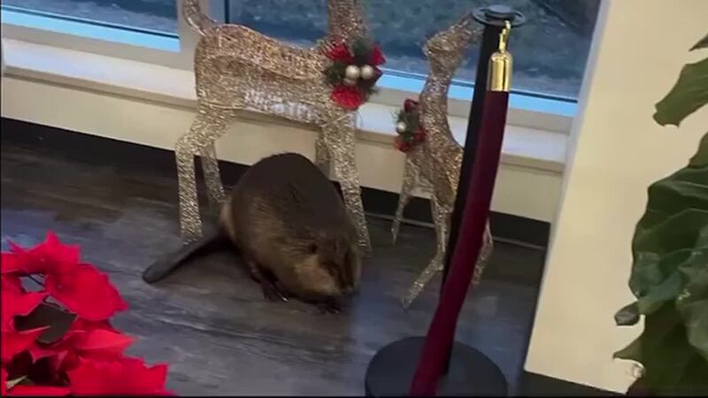 Some believe a beaver who snuck into a hospital on Christmas Day was looking for Santa's...