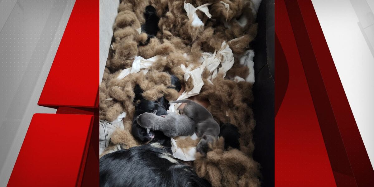 Las Vegas man accused of leaving puppies in dumpster sentenced to prison Las Vegas man accused of leaving puppies in dumpster sentenced to prison