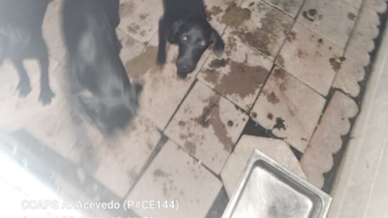 Animal control evidence photos reveal dogs in enclosures littered with feces