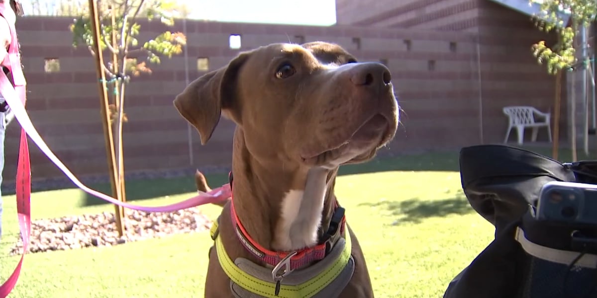 Adoption fees waived at Henderson shelter nearly at capacity Adoption fees waived at Henderson shelter nearly at capacity