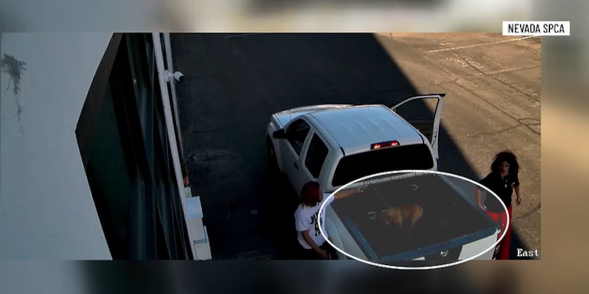 English bulldog dumped at shelter, Nevada SPCA says English bulldog dumped at shelter, Nevada SPCA says