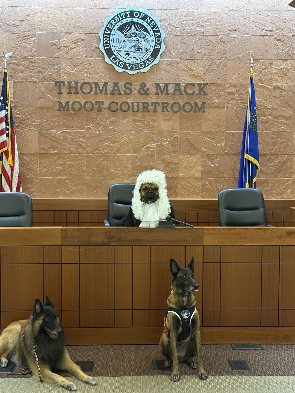 Therapy dogs train for courtroom certification to comfort trauma survivors.