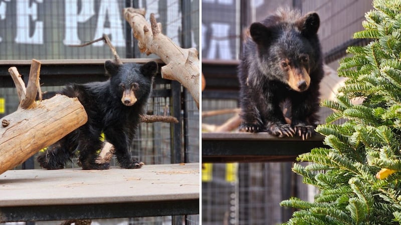 Wildlife officials are still putting together the pieces on where Buddy the bear came from,...