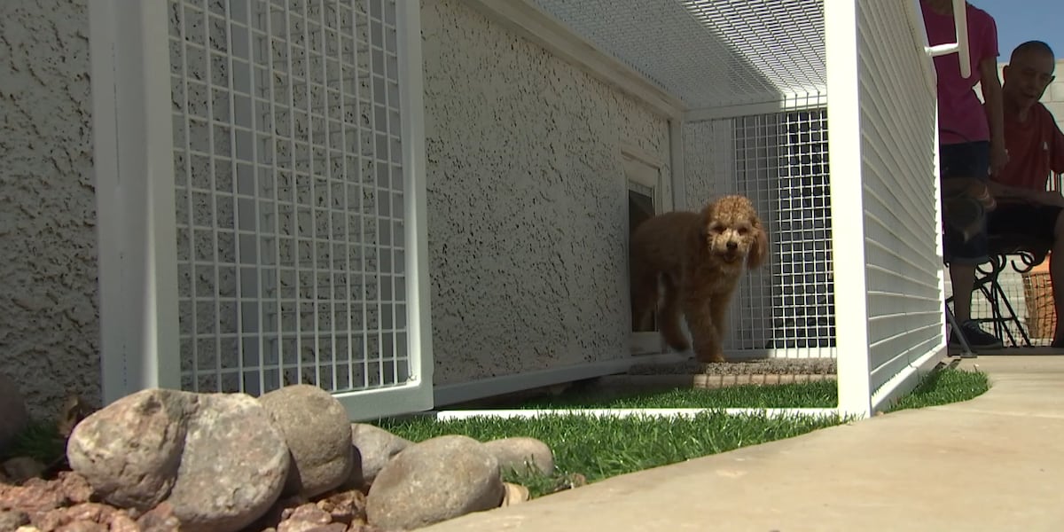 Custom-built cages protecting pets from coyotes trending in Las Vegas Valley